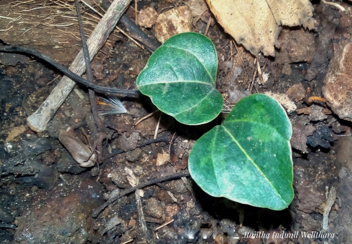 Trichopus zeylanicus Gaertn.